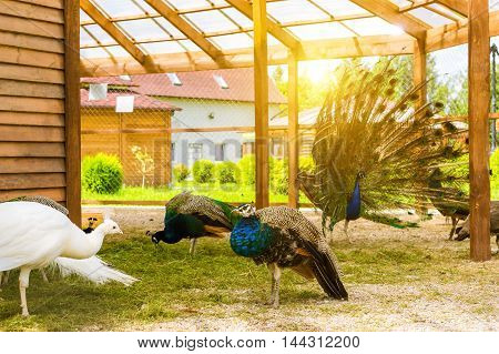 Females Peafowl Grazing