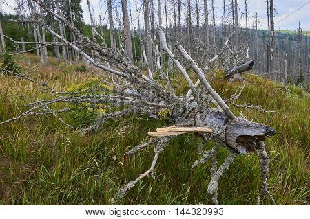Forest dieback by bark beetle infestations and Kyrill storm, Bavarian Forest - Sumava National Park border. Dead trees. Germany - Czech Republic