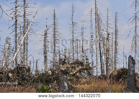 Forest dieback by bark beetle infestations and Kyrill storm, Bavarian Forest - Sumava National Park border. Dead trees. Germany - Czech Republic