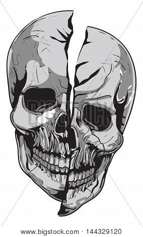 human skull Biology isolated on white background