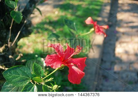 Red beautiful flower from the south of Brazil