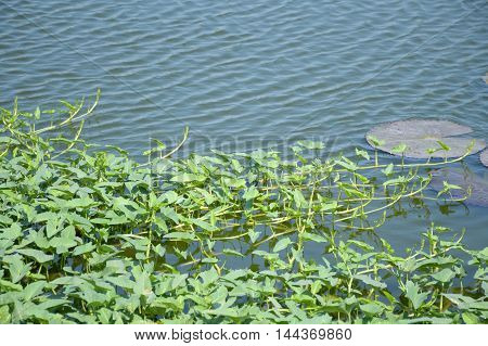 fresh green Ipomcea aquatica Forsk plants on fish pond