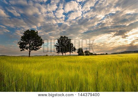Fields of grain and trees. Beautiful fluffy clouds with sunshine. Moravian landscape Sudice.