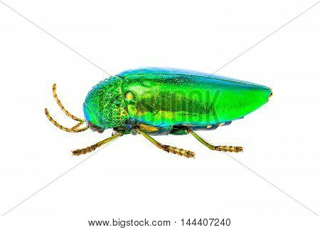 Jewel Beetle Isolated On White Background