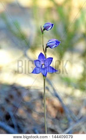 Australian Purple Spotted Sun Orchid (Thelymitra ixioides), Royal National Park, Sydney