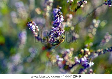 small bee pollinating pink heather erica weed