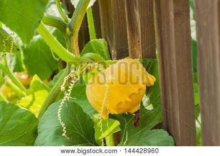 Pattypan squash is variety of summer squash , Cucurbita pepo, notable for its small size, round and shallow shape, and scalloped edges, somewhat resembling small toy top, or flying saucer. Name pattypan derives from pan for baking a patty .