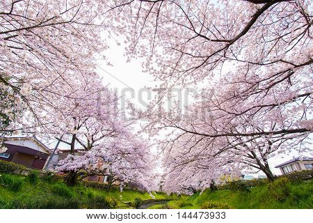 Cherry bloom on the banks of the spring.