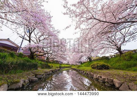 Cherry bloom on the banks of the spring.