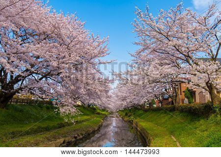 Cherry bloom on the banks of the spring.