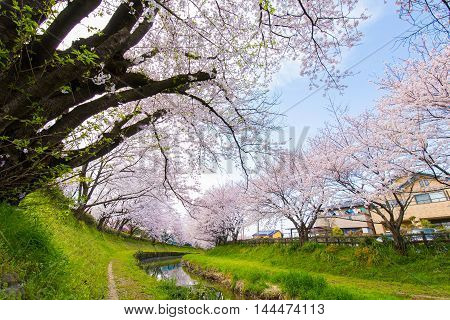 Cherry bloom on the banks of the spring.