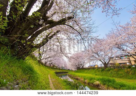 Cherry bloom on the banks of the spring.