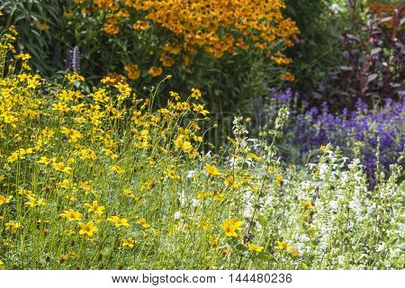Beautiful Summer Landscape Image Of Vibrant Wild Flowers In Meadow With Selective Focus For Effect