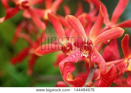 Red Aranda orchid in full bloom in the garden