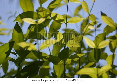 fresh green Wrightia religiosa Benth leaves in nature garden