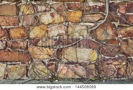 Roots of a plant growing over a old stone wall and causing cracks and damage