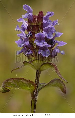 Common Selfheal - Prunella vulgaris Small Grassland herb