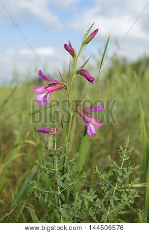 Field or Italian Gladiolus - Gladiolus italicus Common Mediterranean Flower