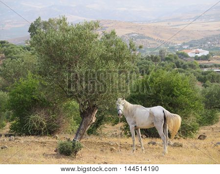 white undernourished horse in olive grove in Andalusia