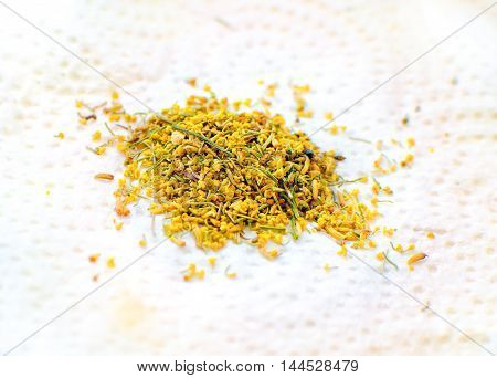 fennel flowers dried  wild vegetables yellow closeup