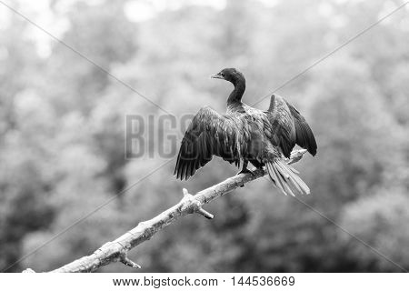Black Cormorant lets its wings dry in the sun at Madu Ganga river - Sri Lanka