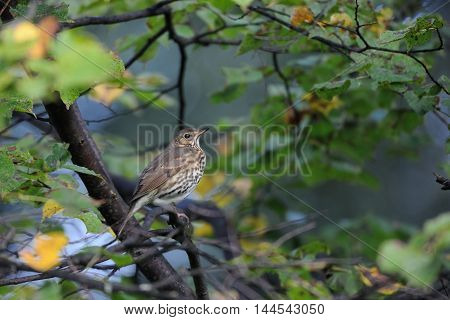 Song Thrush (Turdus philomelos) in autumn forest early in the morning. Moscow region Russia