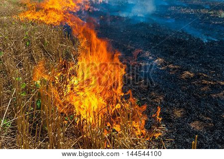 Fire burns stubble on the field destroy summer.