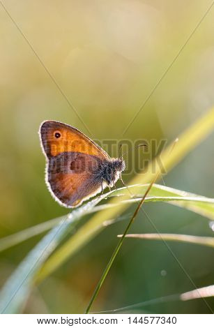 Morning butterfly on green meadow.Small Cute brown butterfly sitting on a blade of grass.Beautiful insect macro.Natural background