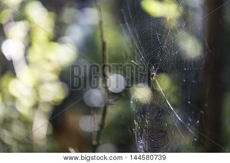 Spiderweb in forest with nice blurry background and natural light.