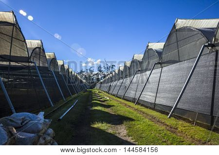 Outside of greenhouses plantation in Guayllabamba, Ecuador.