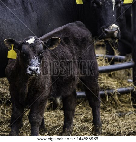 Black Angus crossbred calf with milk on his face with mother in the background