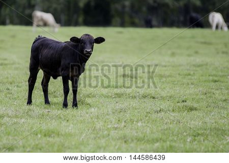 Black crossbred calf to the left in a pasture with cows in the background and blank area to the right
