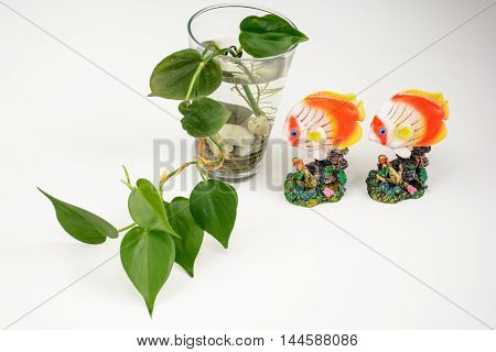 Bottle Of Epipremnum Aureum And Golden Fish