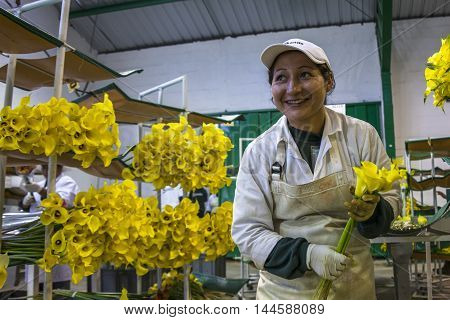 Women Unidentified In An Industrial Plant, Sorting Calla Lily Flowers For Packing For Sale.