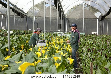 Guayllabamba Ecuador- MAY 14 2015: Unidentified women picking flowers in a specialized greenhouse crops.
