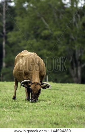 Brown horned cow grazing head-on view with blank area to the right vertical format