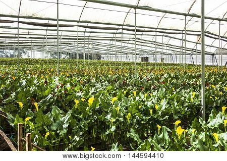 Greenhouse Flowers Ready For Harvest Cartridges