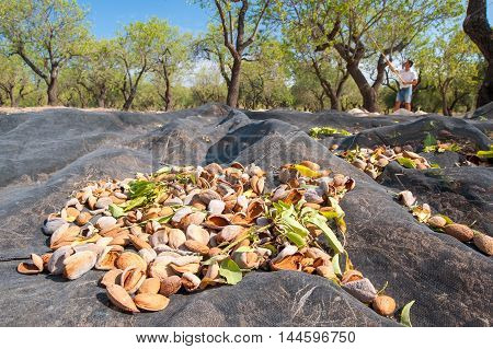 Almond Harvest Time