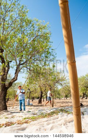 Almond Harvest Time