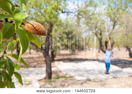 Almond Harvest Time
