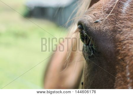 Close up of a horse eye with face flies