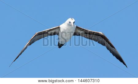 Young Northern Gannet (morus Bassanus) In Flight