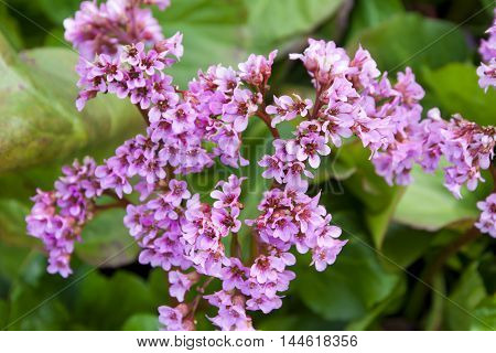 Bergenia Crassifolia In The Garden