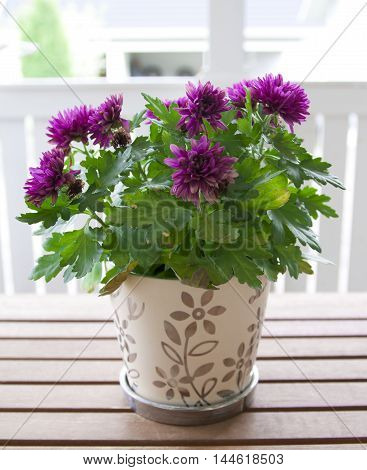 Purple Chrisanthemum In The Pot