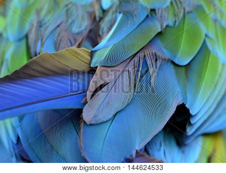 An amazing puffy green and blue bird tail feathers the fascinated Buffon's macaw bird's wing texture
