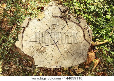 Tree trunk cross section on street
