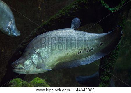 Clown knifefish (Chitala ornate), also known as the spotted knifefish. Wildlife animal. 