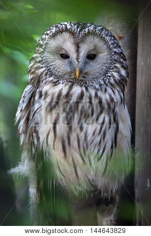 Ural owl (Strix uralensis). Wildlife animal. 