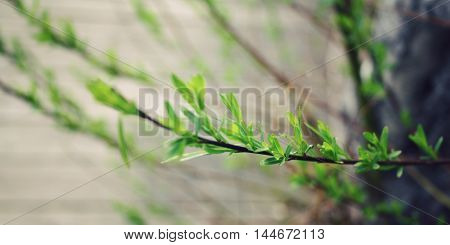 First spring leaves and buds close up. Selective focus. Aged image. Blurred background. Wide format photo. The first spring gentle leaves at springtime. Retro floral background.