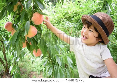 Cute Boy Is Picking Fruits Which Are Fresh Peaches